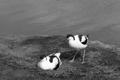 Avocet pair at nest on Havergate Island, Suffolk, Taken by Eric Hosking, June 1950.