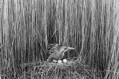 Bittern at nest, Minsmere Suffolk 1950, Taken by Eric Hosking,