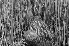 Bittern at nest, Minsmere Suffolk 1950. Taken by Eric Hosking
