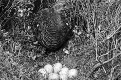 Black Grouse Female at nest - Aviemore 1940. Taken by Eric Hosking