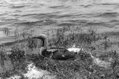 Black throated Diver - Inverness-shire 1947. Taken by Eric Hosking.