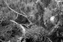 Booted Eagle - Cazorla Spain 1959