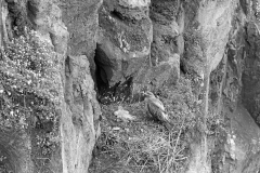 Buzzard nesting on Skomer Island, May 1953. Taken by Eric Hosking.