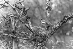 Chaffinch - Eyke, Suffolk 1936. Taken by Eric Hosking