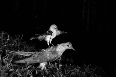 Chaffinch attacking a stuffed Cuckoo Staverton 1948. Photographed by Eric Hosking using a High Speed Flash unit to stop movement.