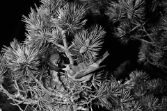 Scottish Crossbill, Glenmore Scotland. Taken by Eric Hosking in 1947.