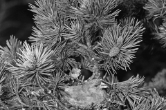 Scottish Crossbill, Glenmore Scotland. Taken in 1947 by Eric Hosking.