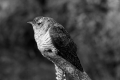 Cuckoo - Ditchling East Sussex.Taken in 1950 by Eric Hosking.