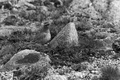 Dotterel - Braeriach Scotland. Taken in 1940 by Eric Hosking.