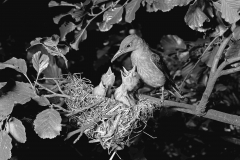 Golden Oriole at Nest, Hoofdorof  Holland. Taken by Eric Hosking in 1952