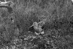 Greenshank at nest, Morlich. Taken by Eric Hosking in 1947