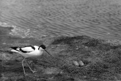 Avocet at nest with eggs on Havergate Island Suffolk -Taken by Eric Hosking 1950