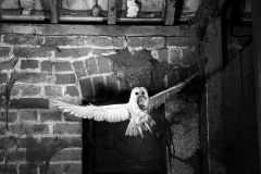 Barn Owl flying into a Suffolk Barn, taken using a high speed flash system with a flash duration of 1/10,000th. Brand 17 camera. By Eric Hosking, July 1948.