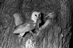 Barn owl taken with a flash bulb 1936. Eyke Suffolk by Eric Hosking