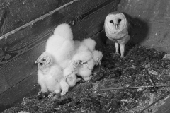 Barn Owl with young in grain hopper, Chillesford Suffolk 1949, by Eric Hosking. An early Electronic flash unit was used to take this picture.