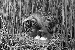 Bittern at nest, Minsmere Suffolk 1950.  Taken by Eric Hoskng