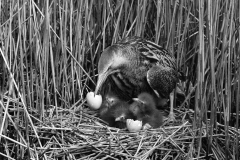 Bittern at nest, Minsmere Suffolk 1950. Taken by Eric Hosking