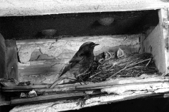 Male Black Redstart at nest in bombed out building near St Paul's London June 1951. Taken by Eric Hosking