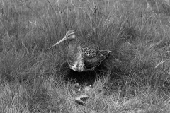 Black tailed Godwit at nest  1952. Taken by Eric Hosking.