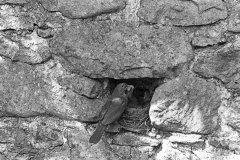 Blackbird nesting in stone wall, Doldowlod Farm,Wales - 1937. Taken by Eric Hosking.