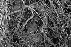 Nesting Blackbird at Staverton Forest, Suffolk -1948. Taken by Eric Hosking.