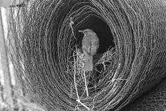 Blackbird at nest in roll of wire , Doldowlod Wales 1937. Taken by Eric Hosking.