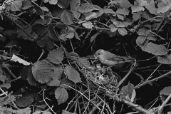 Blackcap at nest feeding young, taken using available light only in 1934 Staverton Forest Suffolk. By Eric Hosking.