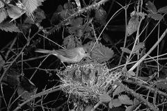 Blackcap at nest feeding young, taken using electronic flash in 1949 Staverton Forest Suffolk