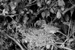 Cirl Bunting at nest - Dorset 1957. Taken by Eric Hosking