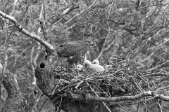Buzzard at nest with chick who are 21 and 19 days old - Doldowlod, Wales, 1938.TAken by Eric Hosking