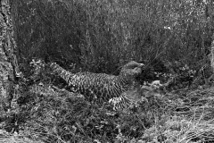Capercaillie female at nest 1939 - Aviemore. Taken by Eric Hosking.