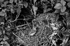Chiffchaff at nest,  Doldowlod Wales - Taken by Eric Hosking in 1954
