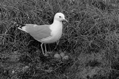 Common Gull at nest Orkney. Taken in 1946 by Eric Hosking
