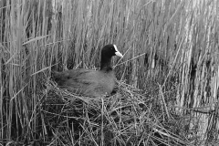Nesting Coot at Minsmere Suffolk. Taken by Eric Hosking in 1950