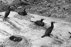Nesting Cormorants - Orkney Greenholmes.Taken in 1946 by Eric Hosking.