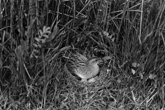 Corncrake at nest - Orkney. Taken in1946 by Eric Hosking.