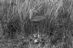 Curlew at nest,  Doldowlod Wales. Taken by Eric Hosking in 1954.