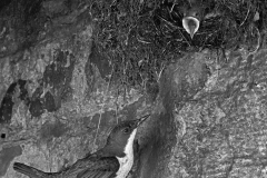 Dipper at Nest Doldowlod Wales. Taken in 1954 by Eric Hosking.