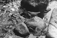 Dipper at Nest Doldowlod Wales. Taken in  1937 by Eric Hosking.