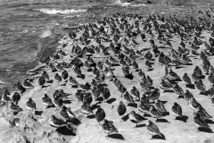 Dunlin at high tide on the Little Eye. Hilbre Island. Taken by Eric Hosking in 1948.