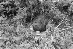 Female Eider Duck at nest on the Farne Islands. Taken by Eric Hosking in 1953