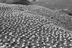 Gannets, Grassholm island. Taken by Eric Hosking in June 1953