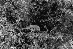 Goldcrest - Aviemore Scotland. Taken by Eric Hosking in 1939