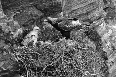 Golden Eagle - Glenborrodale Argyllshire Scotland. Taken by Eric Hosking in June 1939