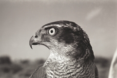 Goshawk, November 1966, Contarex camera, 50mm planar lens. f/11, 1/250th, Pan- x Film