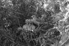 Greenfinch at nest Eyke Suffolk. Taken by Eric Hosking in 1935