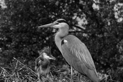 Grey Heron at nest Walthamstow No 5 Reservoir. Taken by Eric Hosking in 1951