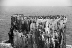 Nesting Guillemots Farne Island. Taken by Eric Hosking in 1953