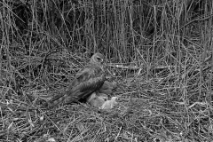 Hen Harrier at nest Tupos, Finland. Taken by Eric Hosking in 1958