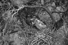 Hobby at nest Camberley. Taken by Eric Hosking in 1945